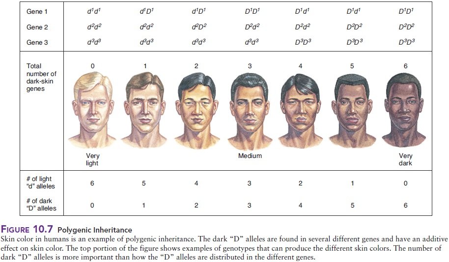 polygenic inheritance skin color