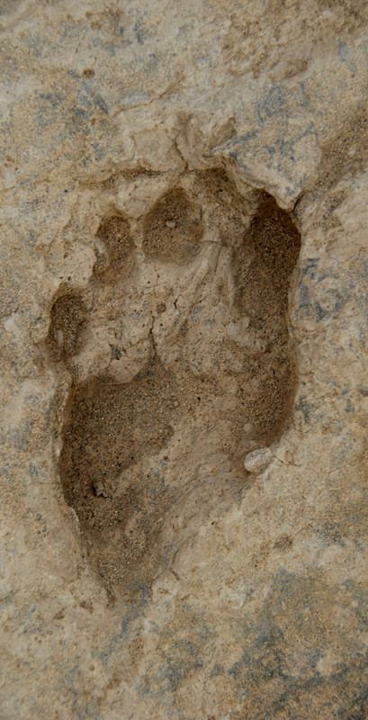early man foot print
