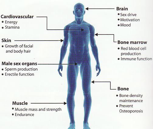 How Testosterone Secretly Shapes Our Society