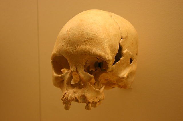 640px-Lapa_Vermelha_IV_Hominid_1-Homo_Sapiens_11,500_Years_Old