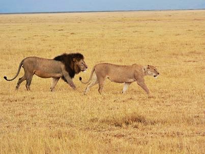 african lions