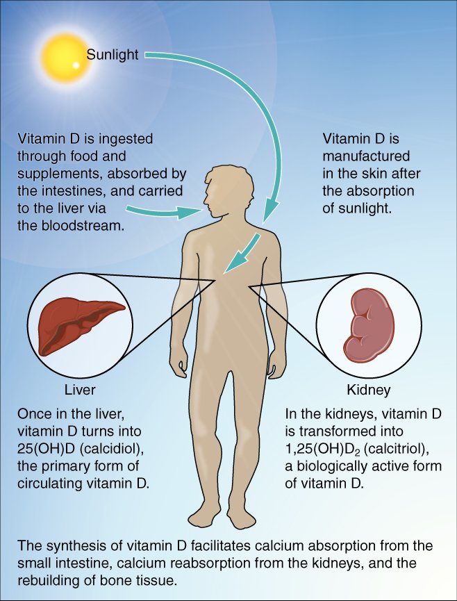 vitamin d sunlight