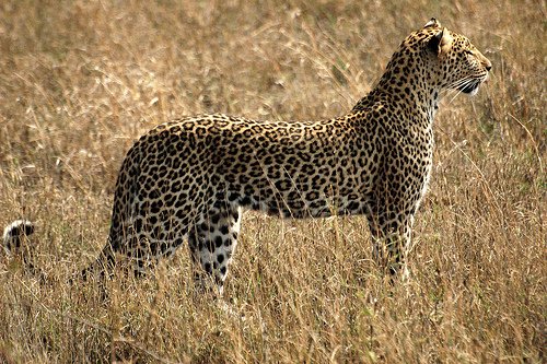 african leopard