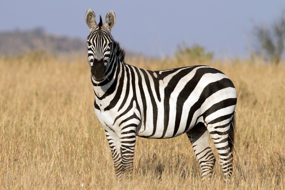 zebra on live science