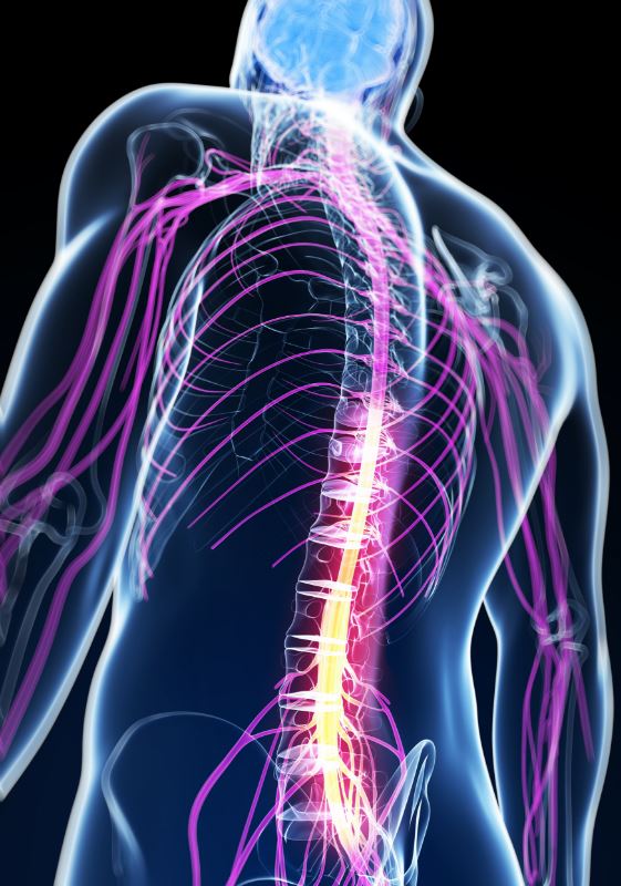 Why The Spinal Cord Is Incredibly Smart