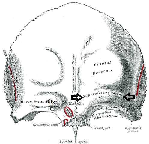 Science: Men with heavy brow ridges